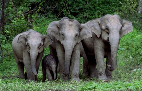 are asian elephants found in china